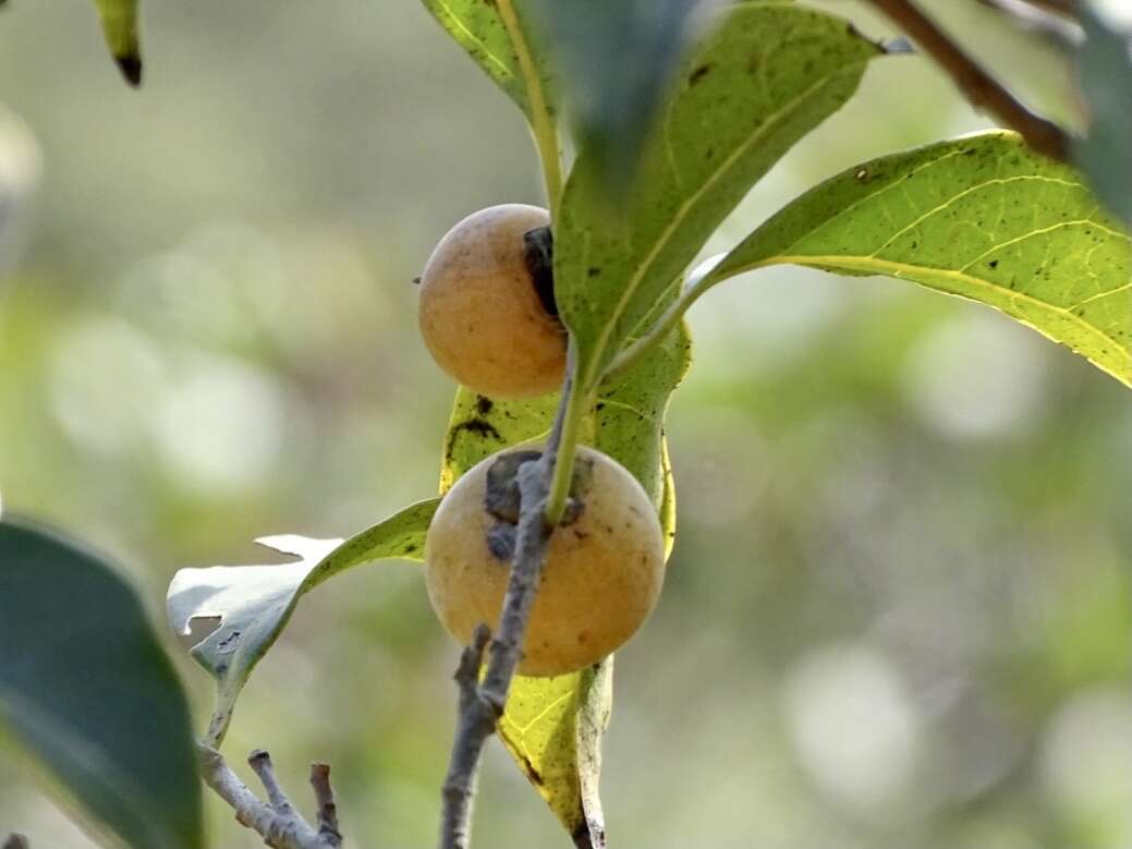 Image de Diospyros morrisiana Hance ex Walp.