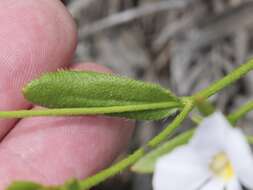 Imagem de Scaevola striata R. Br.