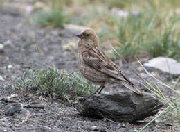 Image of Plain Mountain Finch