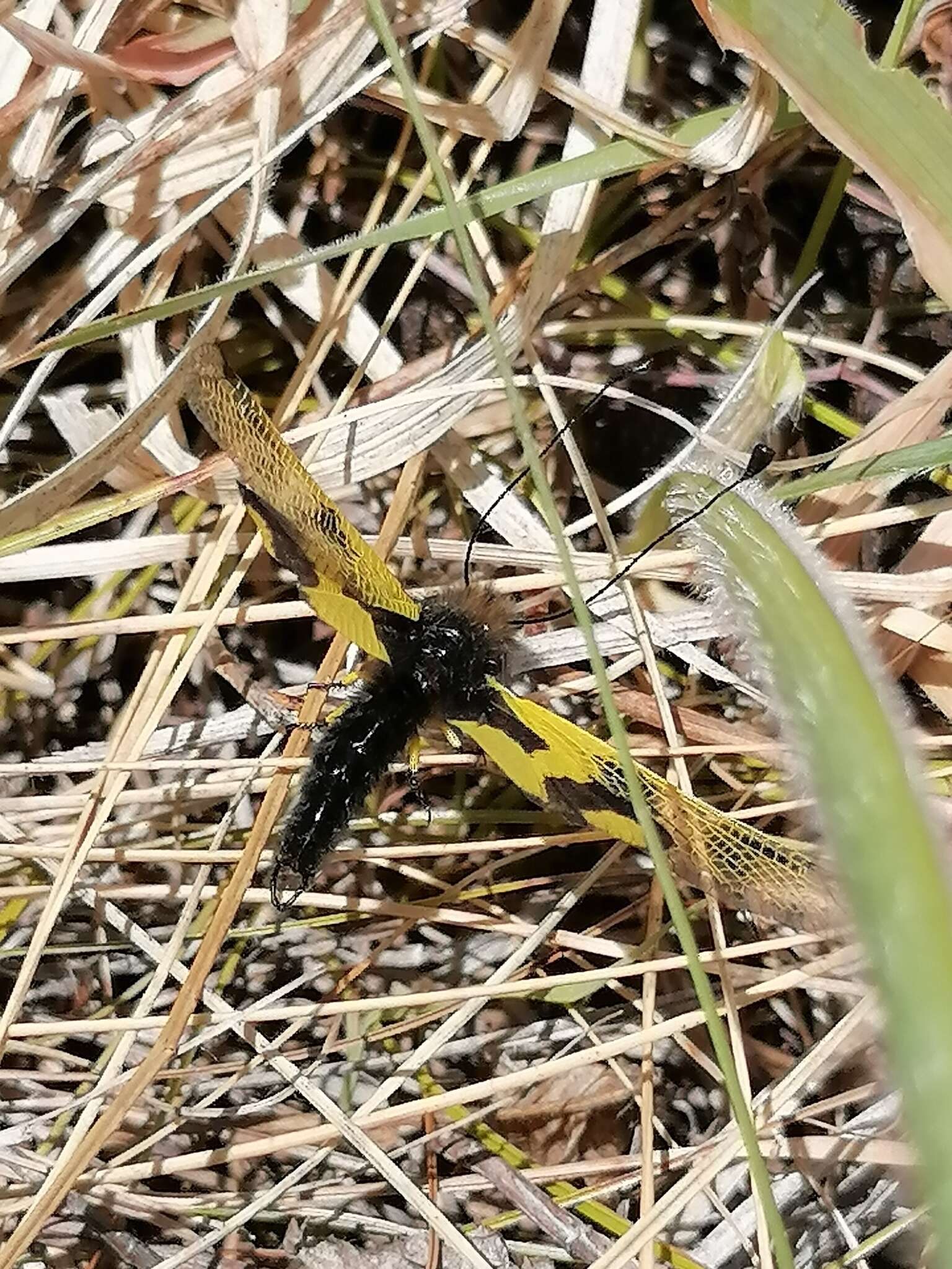 Image of An Owlfly