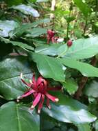 Image de Calycanthus occidentalis Hook. & Arn.