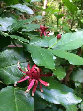 Image of western sweetshrub