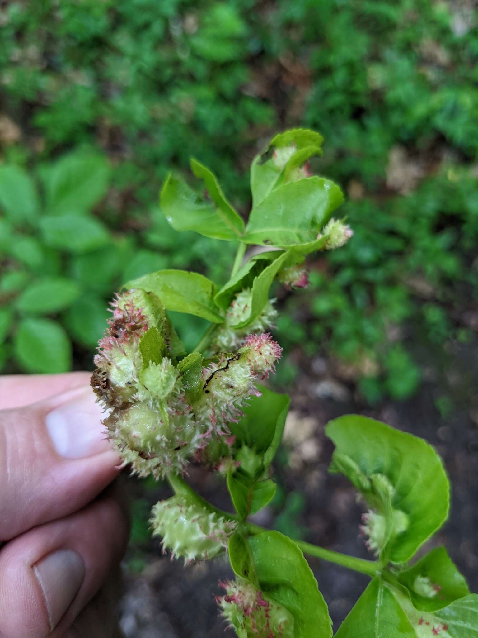 Phylloxera spinosa (Shimer 1869)的圖片