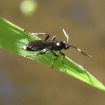 Image of Vulgichneumon brevicinctor (Say 1825)