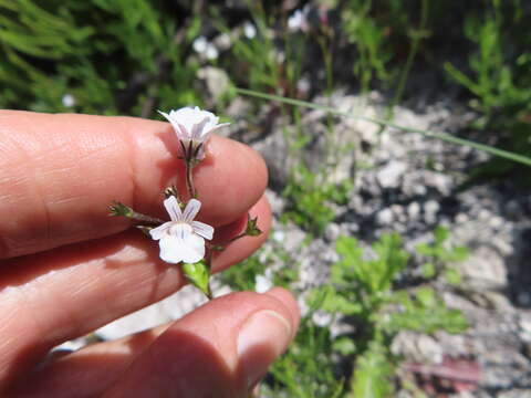 Image of Nemesia diffusa Benth.