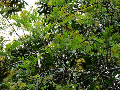 Image of Cassia queenslandica C. T. White