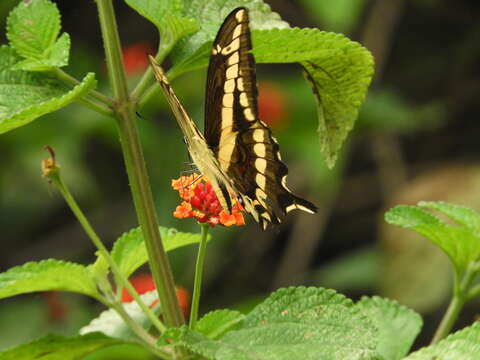 Image of Papilio paeon Boisduval 1836