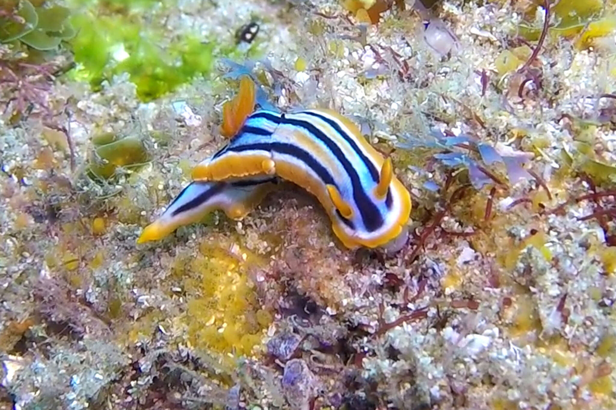 Image de Chromodoris celinae Tibiriçá, Pola, Ortigosa & Cervera 2020