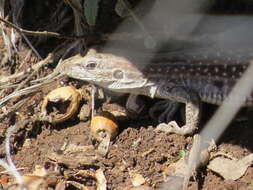 Image of Chihuahuan spotted whiptail