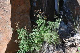 Image de Thalictrum foetidum L.