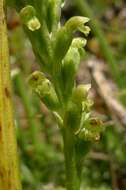 Image of Common onion orchid