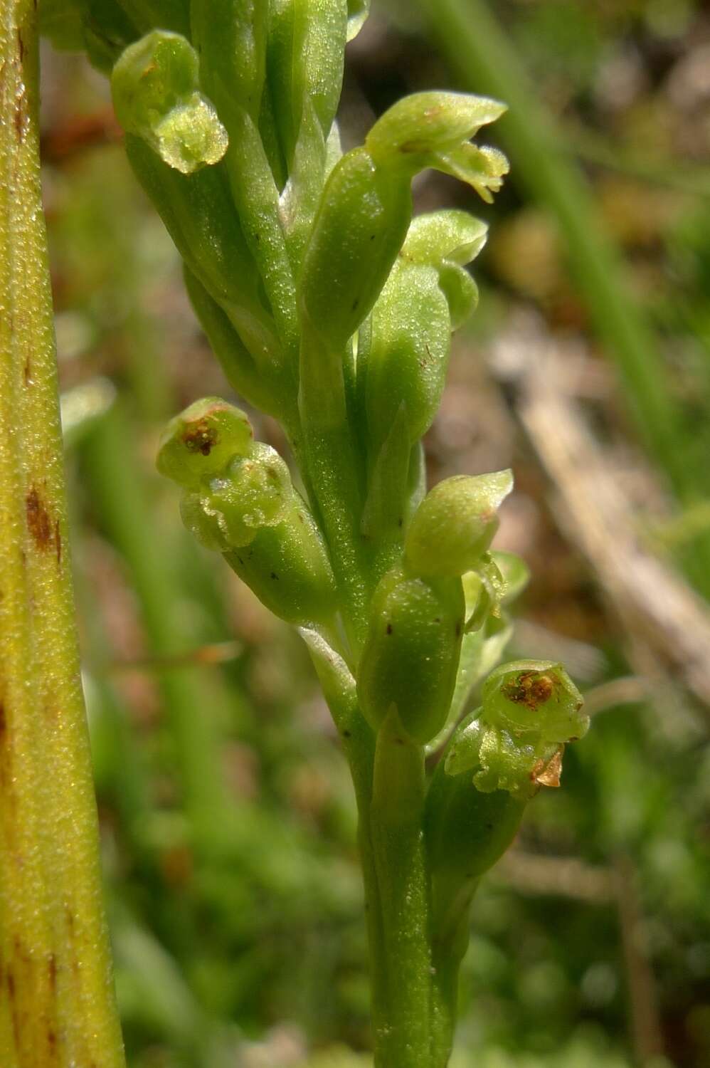 Image of Common onion orchid