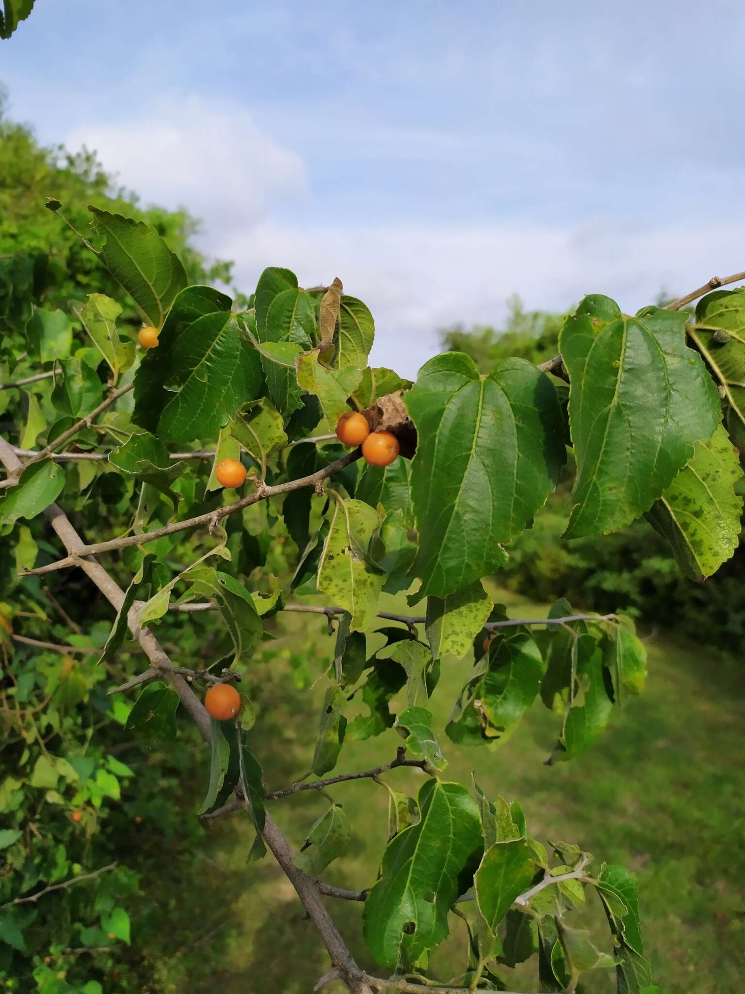 Celtis iguanaea (Jacq.) Sarg. resmi