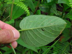 Imagem de Odonellia hirtiflora (M. Mart. & Gal.) K. Robertson