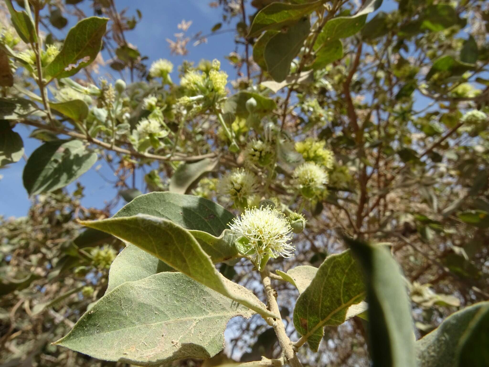 Sivun Guiera senegalensis J. F. Gmel. kuva