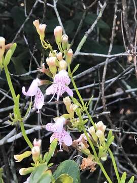 Imagem de Dicerandra frutescens subsp. modesta Huck