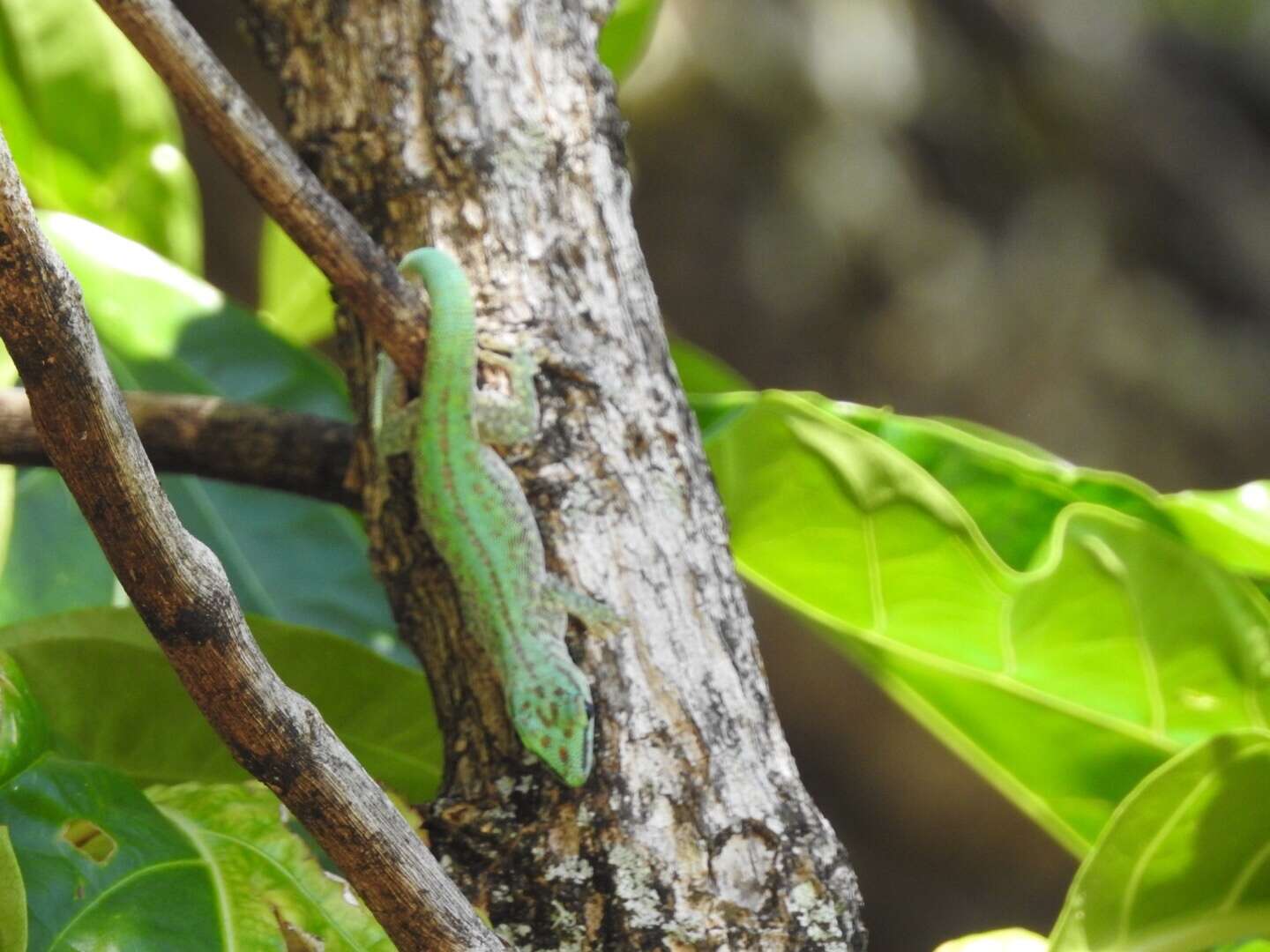 Plancia ëd Phelsuma abbotti Stejneger 1893