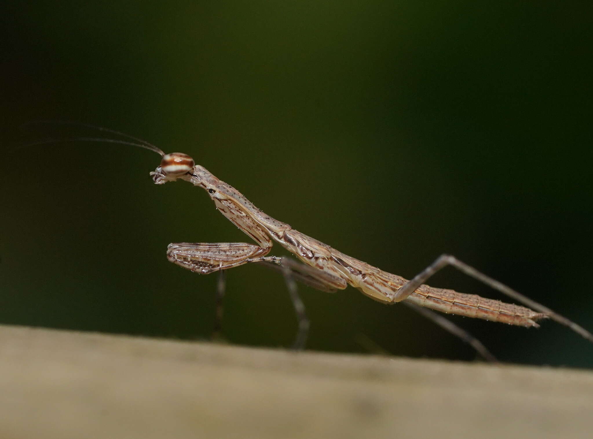 Image of Ciulfina biseriata Westwood 1889