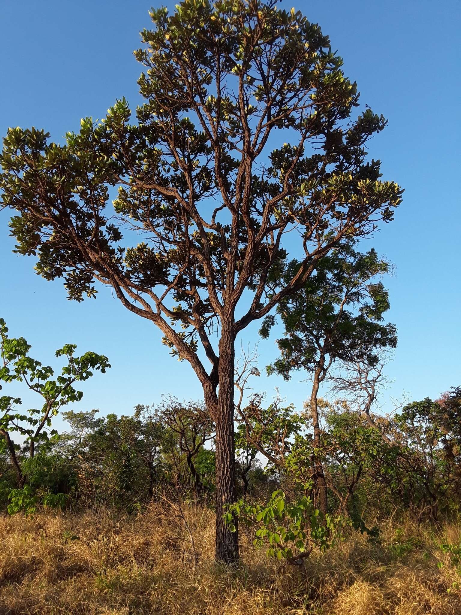 Image of Vochysia thyrsoidea Pohl