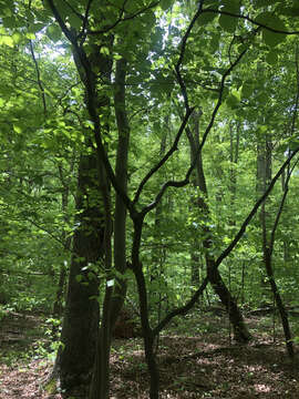 Image of Styrax grandifolium Ait.