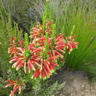 Image of Ever-flowering heath