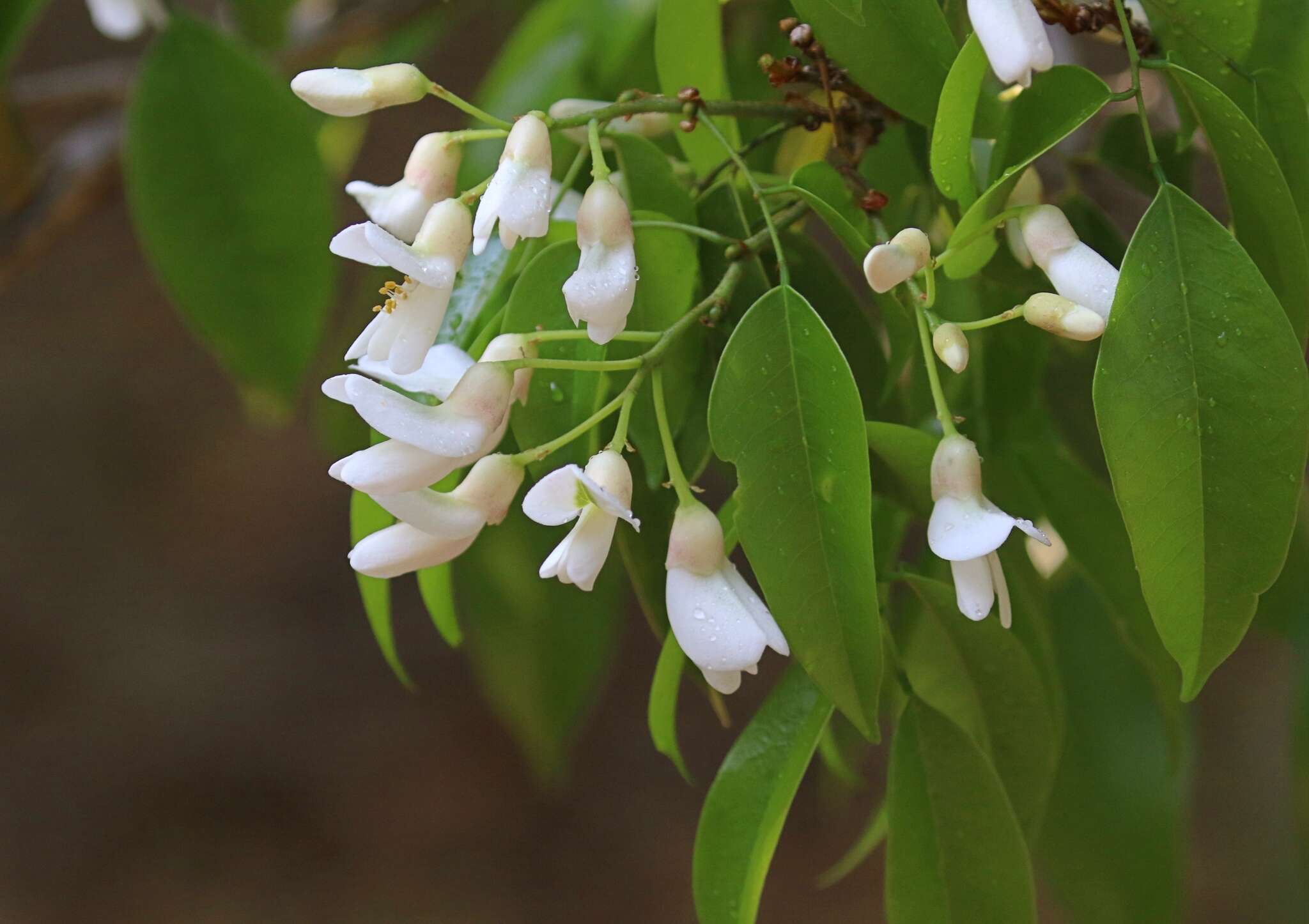 Imagem de Craibia zimmermannii (Harms) Dunn