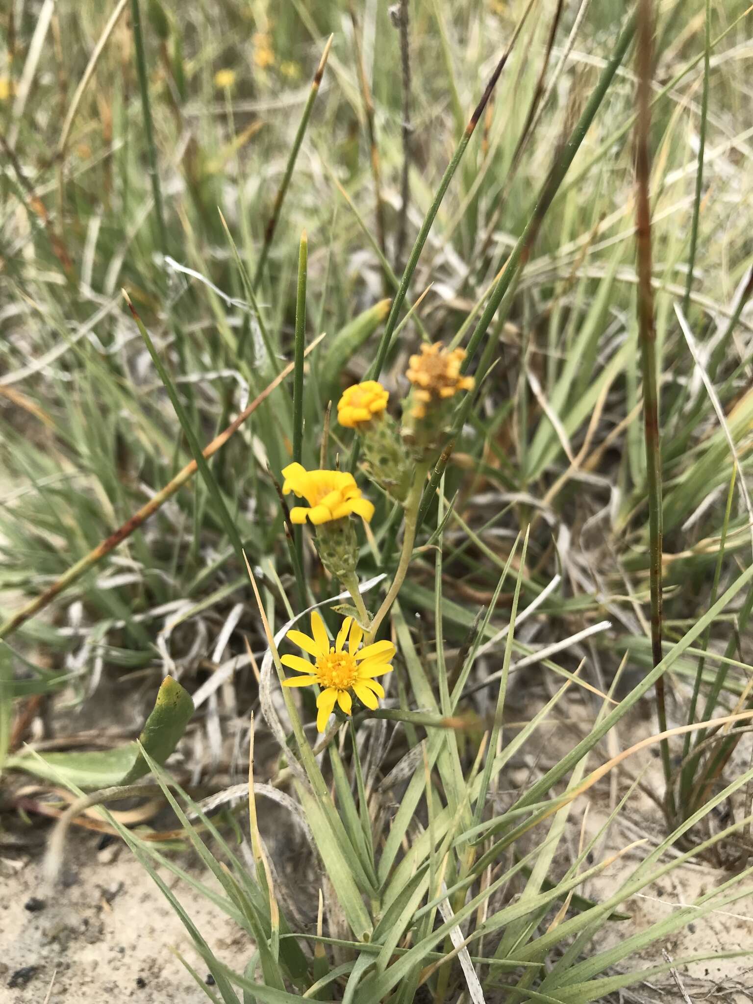 Imagem de Pyrrocoma racemosa (Nutt.) Torr. & A. Gray