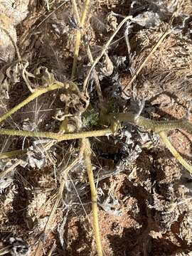 Image of African Wild Cucumber