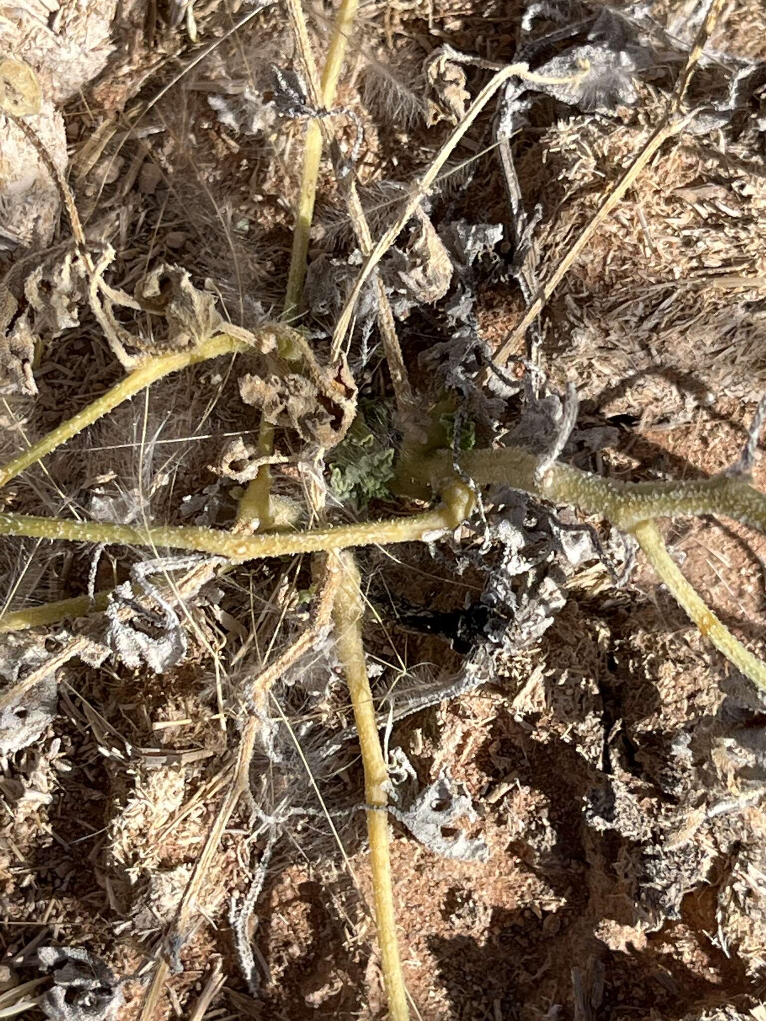 Image of African Wild Cucumber