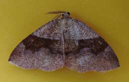 Слика од Plagodis pulveraria Linnaeus 1758