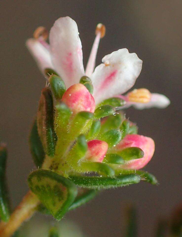 Image of Agathosma planifolia Sond.
