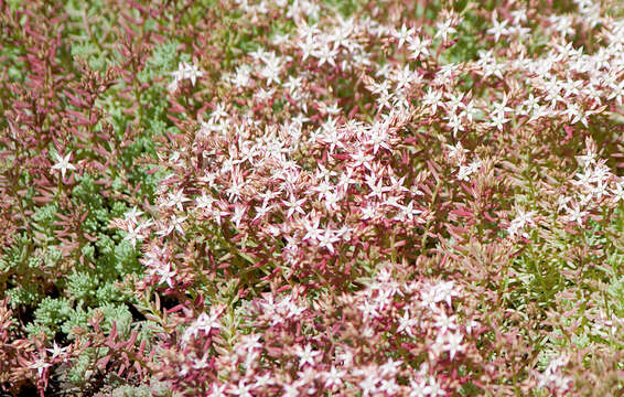 Imagem de Sedum pallidum Bieb.