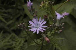 Image of Cicerbita racemosa (Willd.) Beauv.