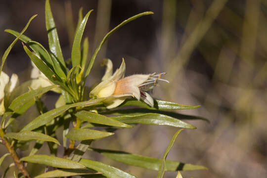 Image of Eremophila alatisepala R. J. Chinnock