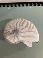 Image of chambered nautilus