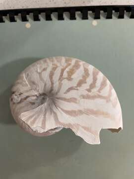 Nautilus pompilius Linnaeus 1758 resmi