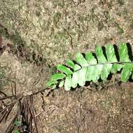 Image de Asplenium normale D. Don