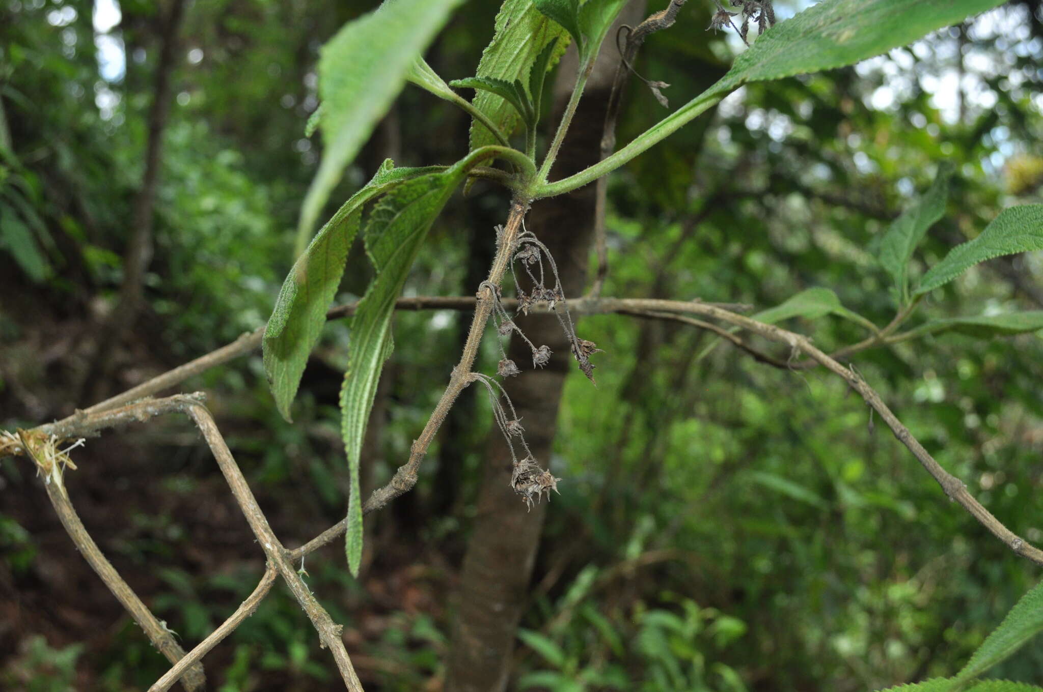 Plancia ëd Lippia myriocephala Schltdl. & Cham.