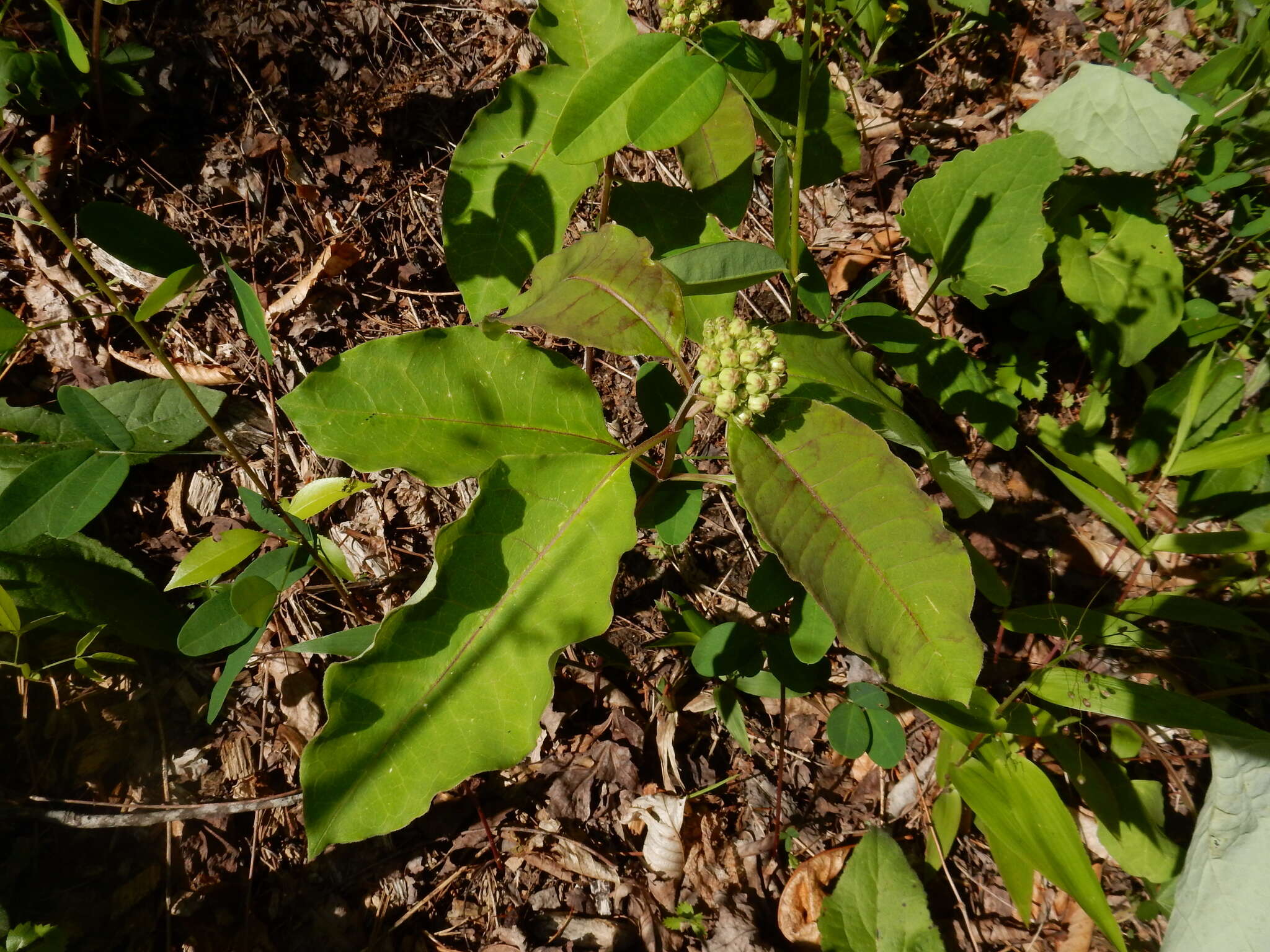 Image of redring milkweed