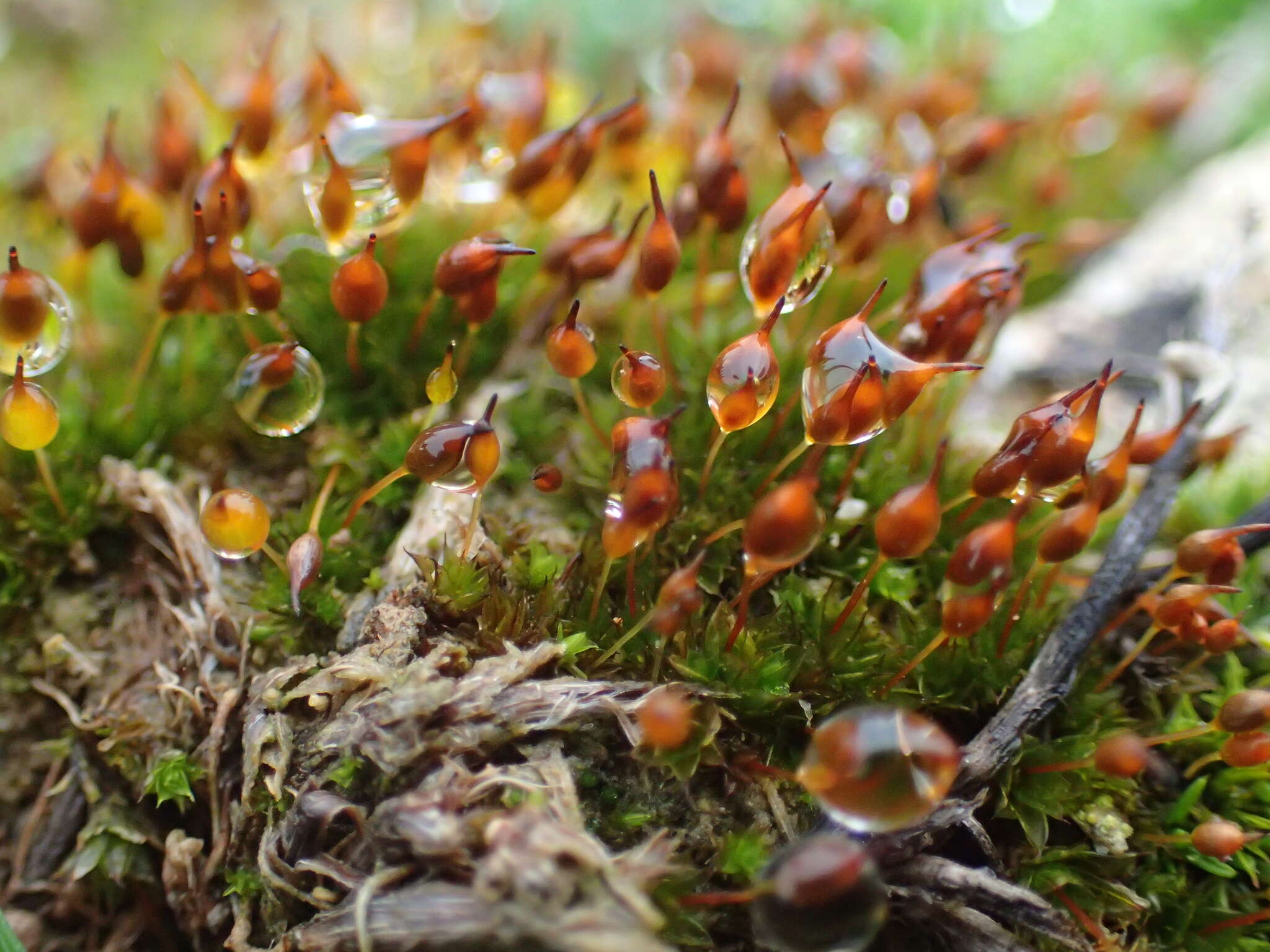 صورة Microbryum davallianum Zander 1993