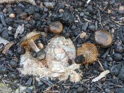 Image of Tephrocybe anthracophila (Lasch) P. D. Orton 1969