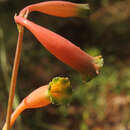 Plancia ëd Agave bicolor (E. Solano & García-Mend.) Thiede & Eggli