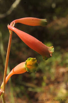 Image of Agave bicolor (E. Solano & García-Mend.) Thiede & Eggli