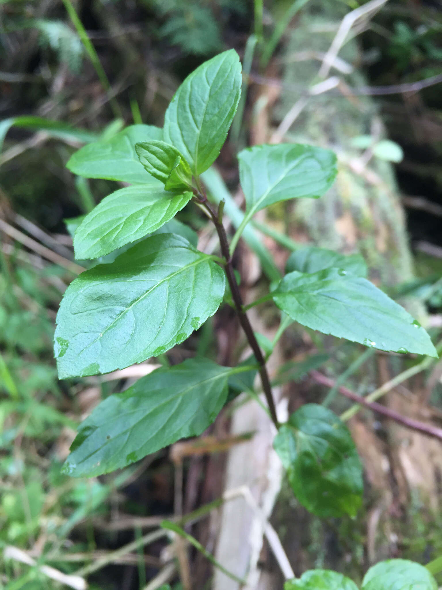 Image de Menthe poivrée