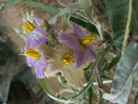 Слика од Solanum croatii W. G. D' Arcy & R. C. Keating