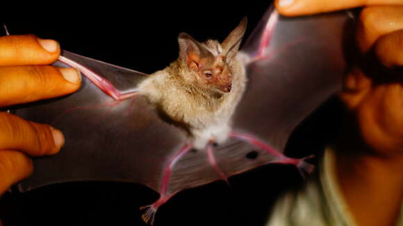 Image of Waterhouse's Leaf-nosed Bat