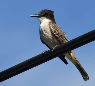 Image of Loggerhead Kingbird