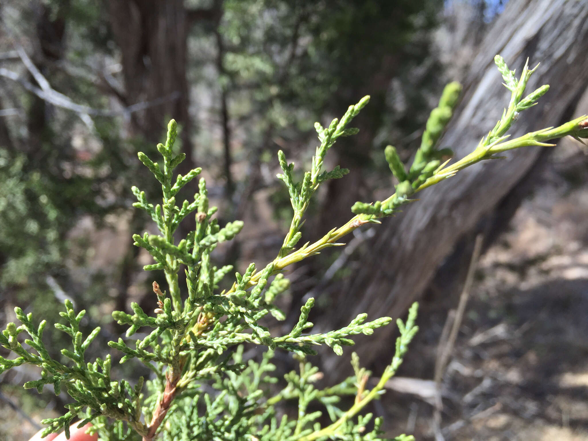 Juniperus monosperma (Engelm.) Sarg. resmi