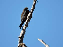 Image of Little Woodswallow