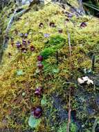 Plancia ëd Corybas recurvus D. L. Jones